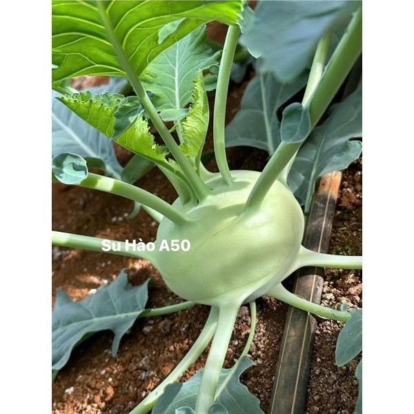 Su hào Hàn Quốc A50 F1 (Gói gieo thử)